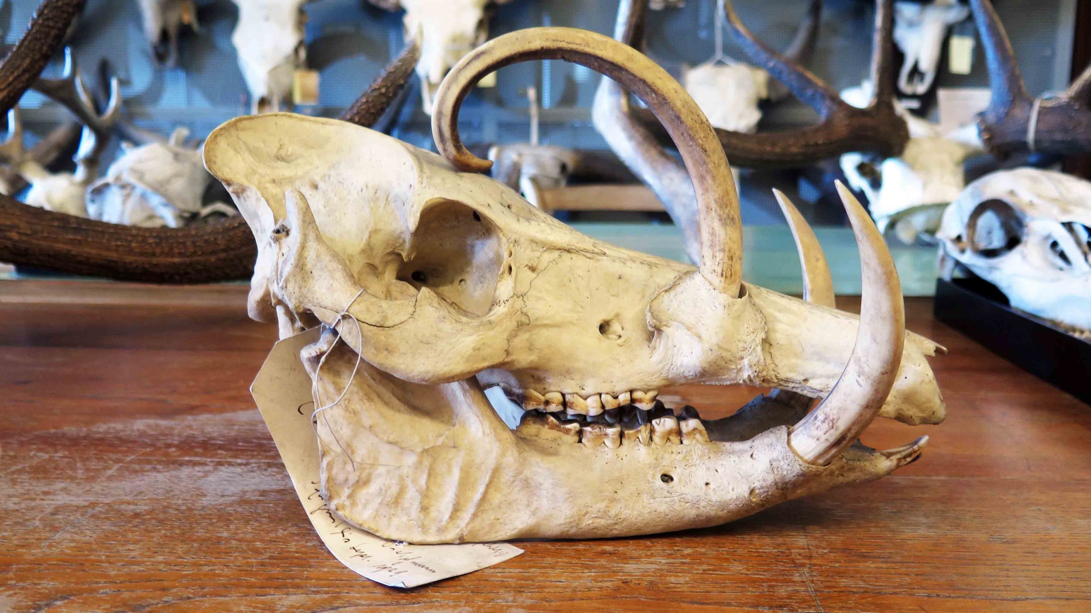: Babirusa: In males of this pig species found mainly on the Indonesian island of Sulawesi the upper canines grow upward and then curve back towards the eyes. (c) NHM Vienna, Alice Schumacher