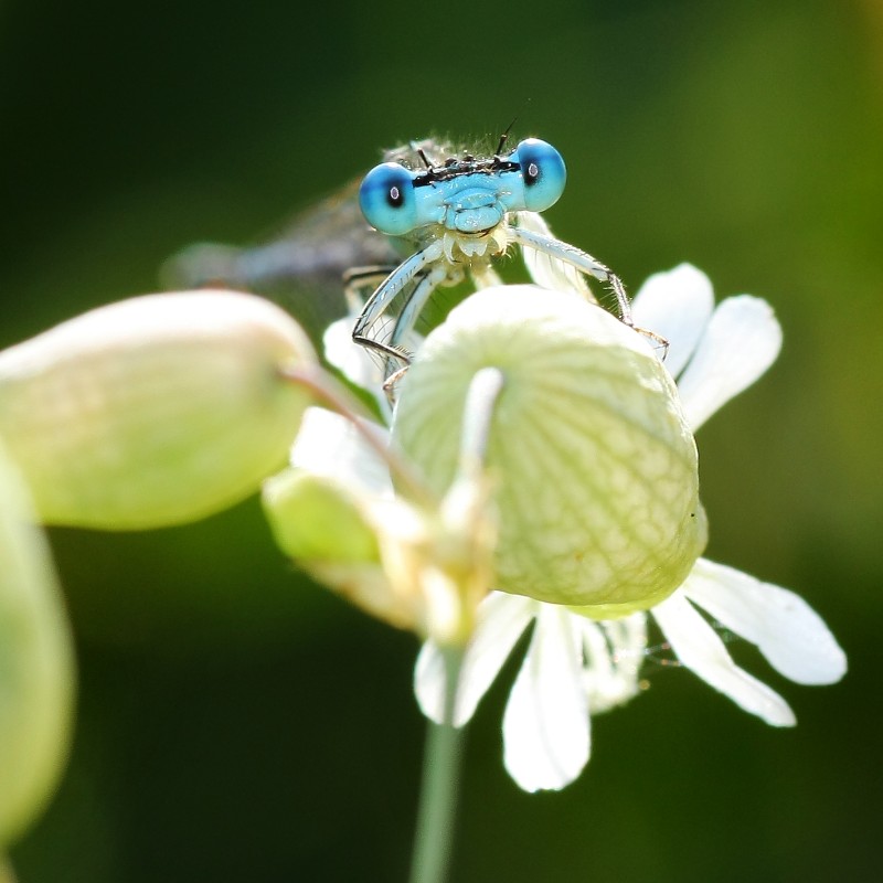 : Kleinlibelle © NHM Wien