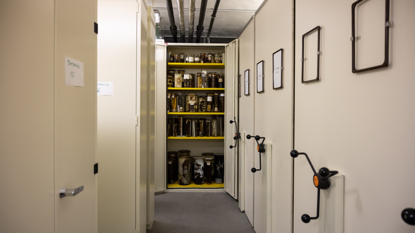In Alkohol eingelegte Pflanzen im Tiefspeicher ergänzen die Sammlung (c) NHM Wien; Christina
Rittmannsperger