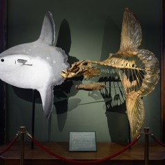 : (C) NHM-Wien/Rittmannsperger