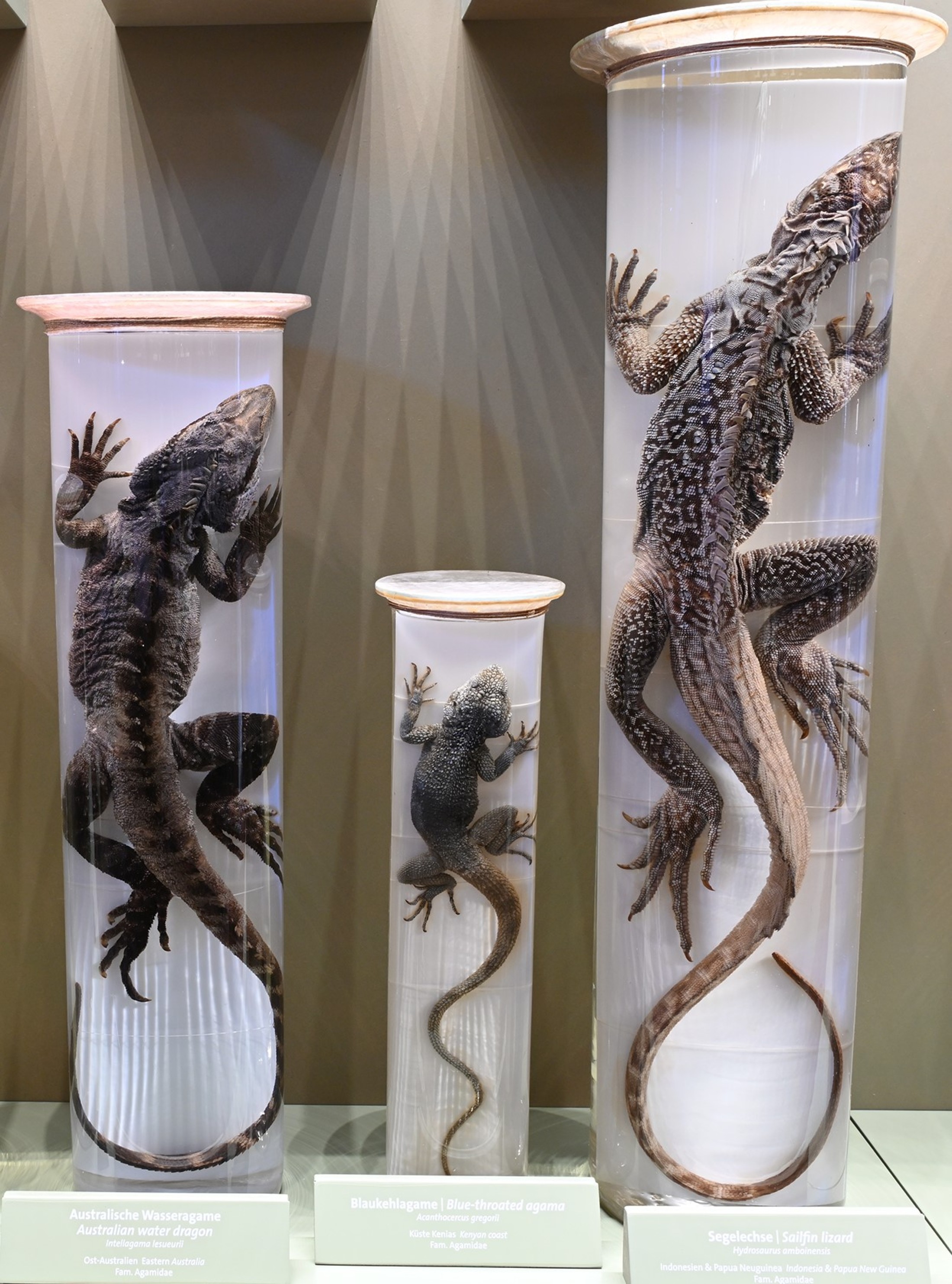 Ausschnitt der herpetologischen Dauerausstellung.: