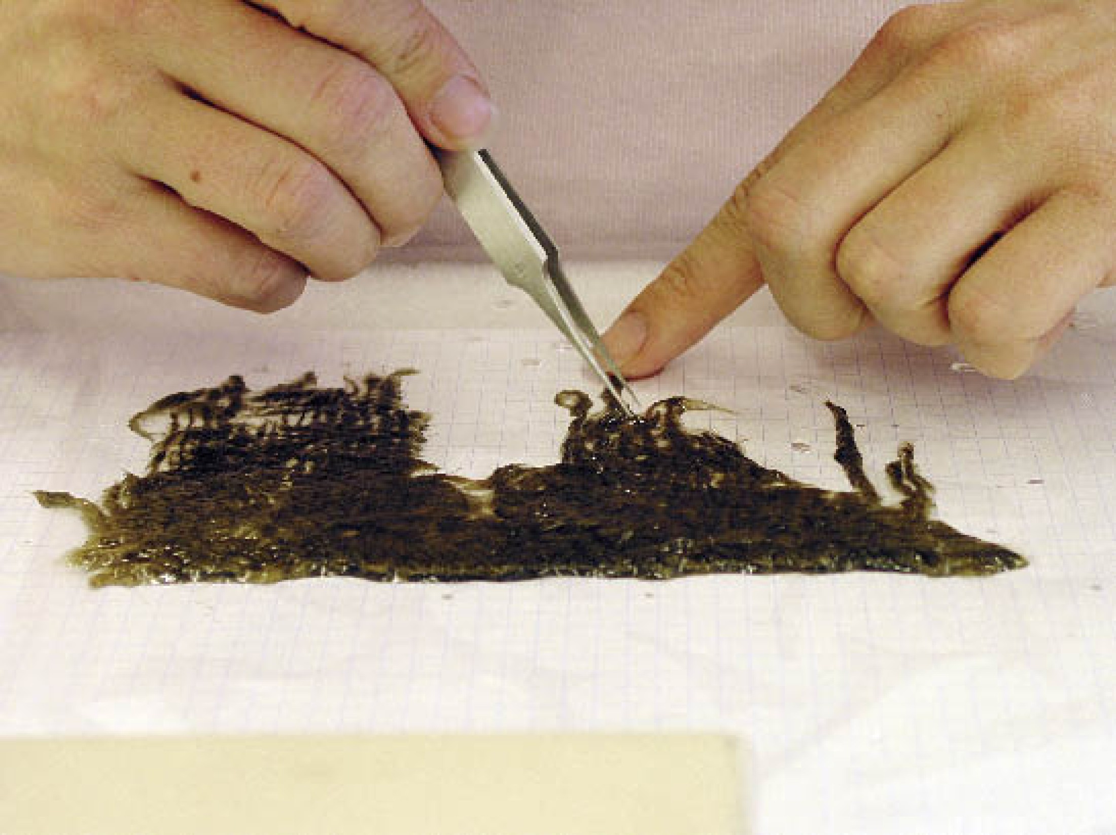 : Ordnung der Fäden der Textilien mit der Pinzette. (Foto: A. W. Rausch - NHM Wien)
