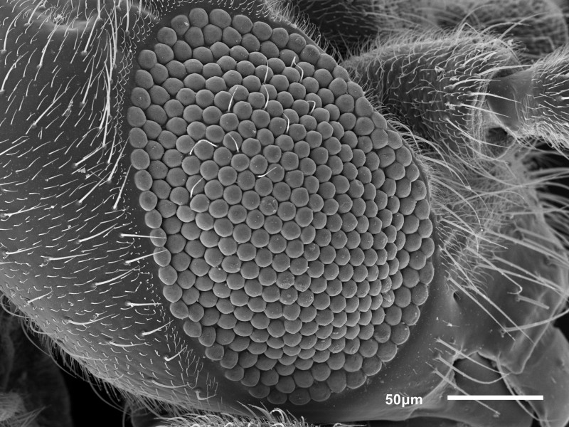 SE image of a fly's eye: SE image of a fly's eye