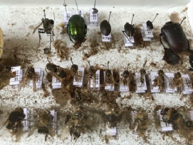 : Infested insect collection