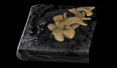 : Micro-CT fossiler Knorpel (c) Alexander und Petra Lukeneder
