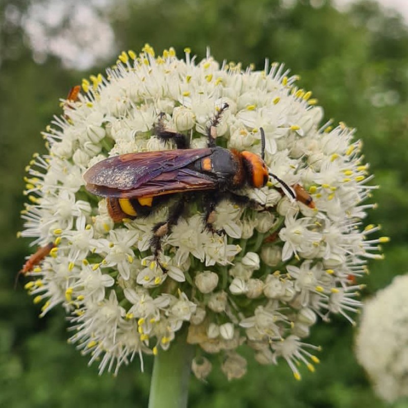 : Megascolia maculata auf Blüte.
© Rita Rehrmbacher