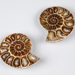 : There are many original fossils, such as ammonites © NHM Vienna, C. Potter 