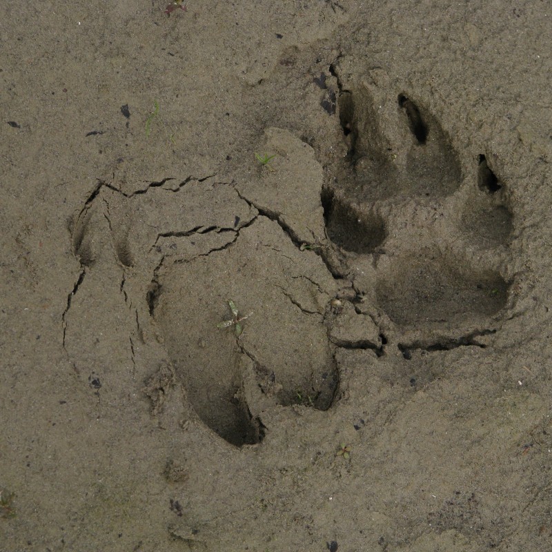 : Reh trifft Fuchs © NHM Wien