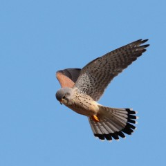 : Ein männlicher Turmfalke (c) NHM Wien, H.M. Berg