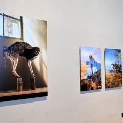 : 'Testimonies of Destruction' photo series by Klaus Pichler © NHM Vienna, Chloe Potter