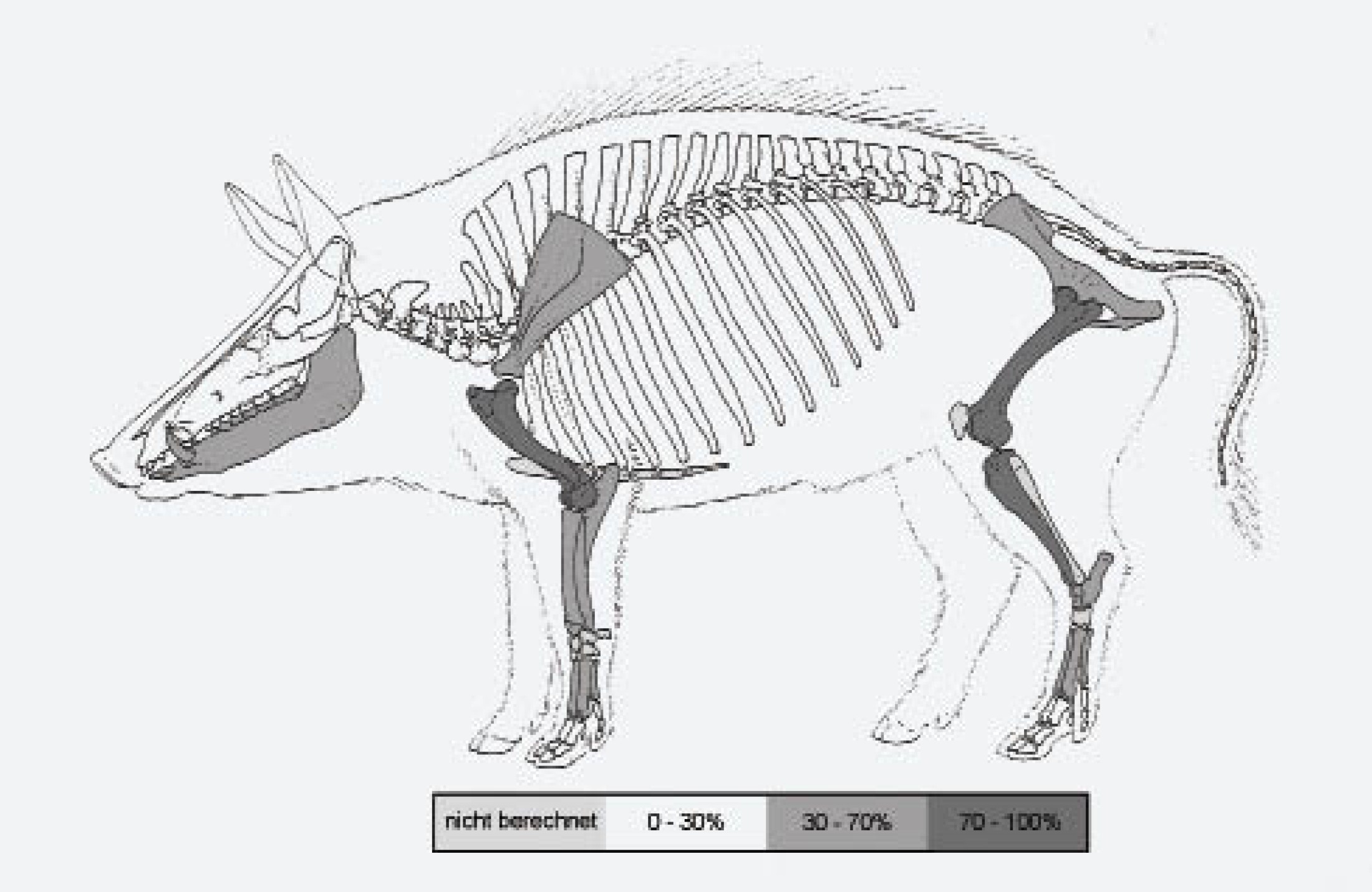 : Darstellung der Häufigkeit der gefundenen Schweineknochen. (Bild: E. Pucher - NHM)