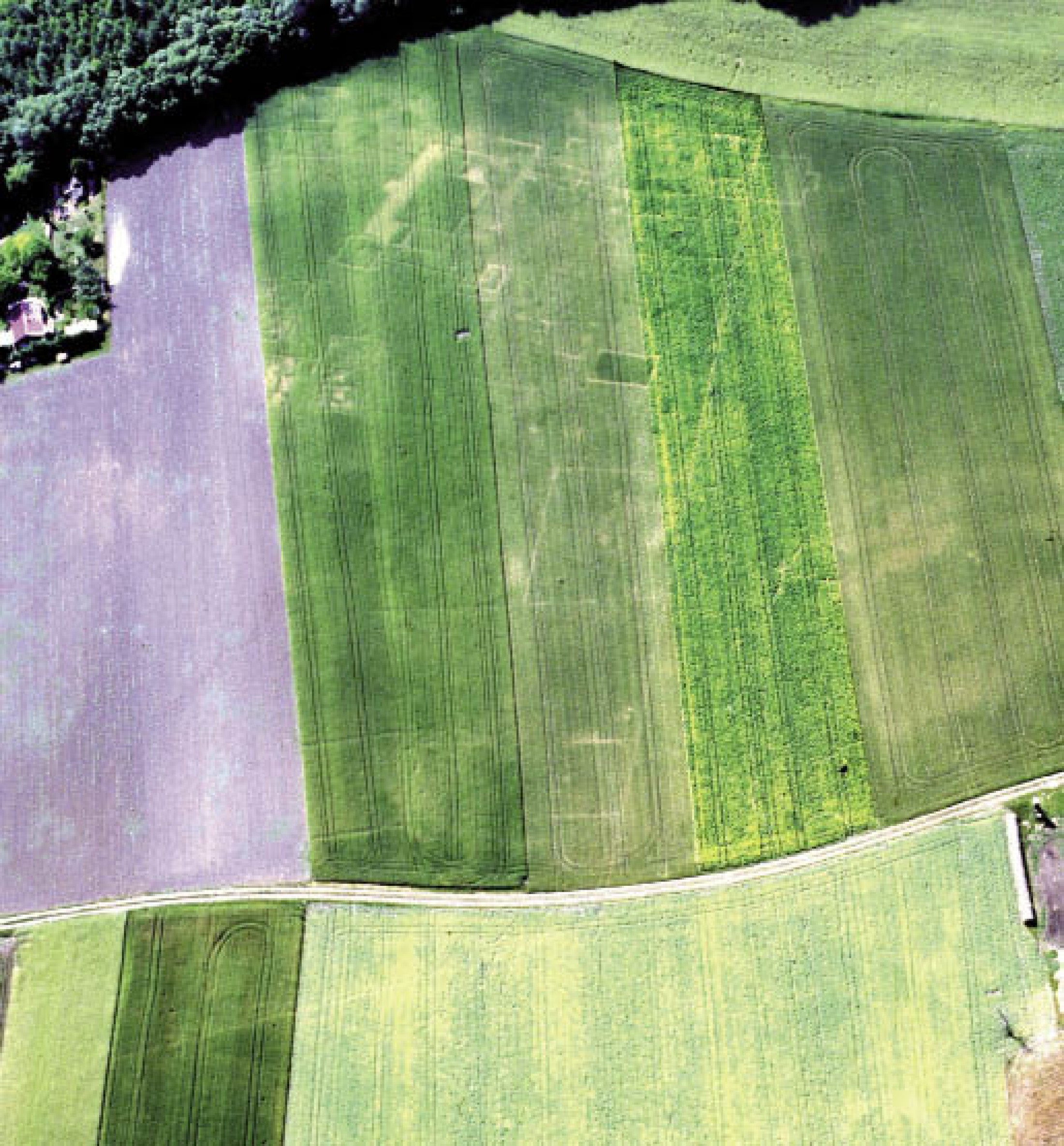 : Grundriss einer römischen Villa im Raum Wiener Neustadt. Die im Boden verborgenen Mauern werden durch das veränderte Wachstum des Getreides sichtbar. (Bild: Luftbildarchiv, Institut für Urgeschichte und Historische Archäologie, Universität Wien)