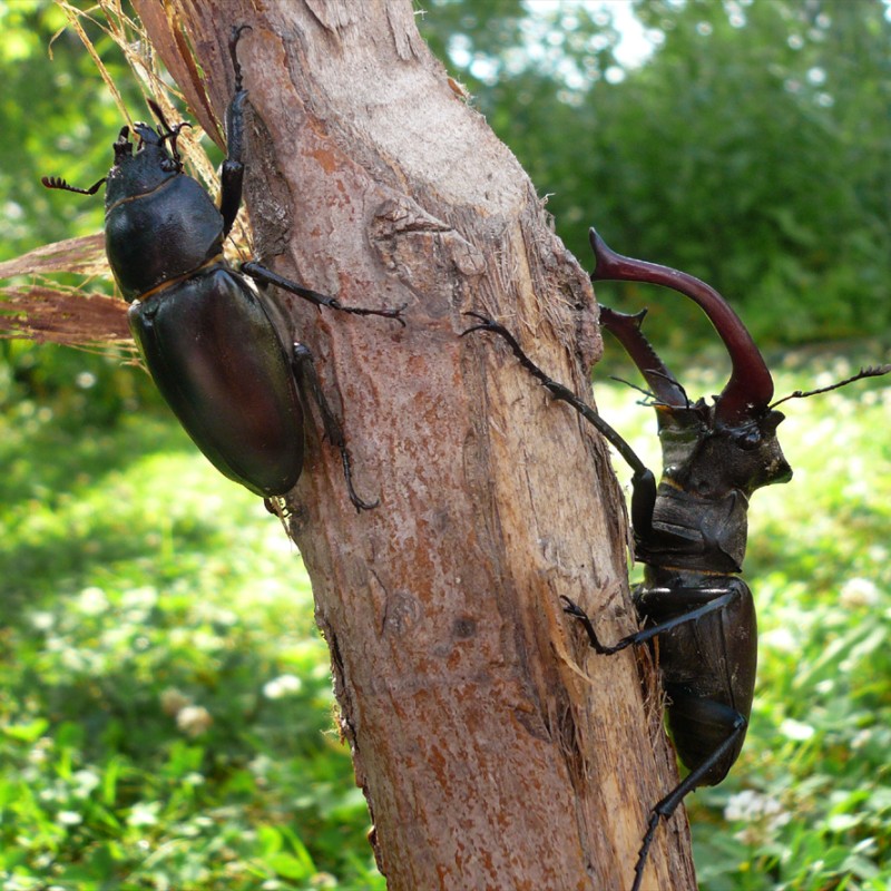 : Hirschkäfer bei der Paarung © NHM Wien 