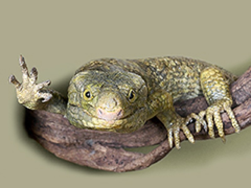 : Wickelschwanz-Skink © NHM Wien, C. Potter