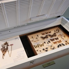: The exhibition shows the modern & historical measures of protection © NHM Vienna, Chloe Potter