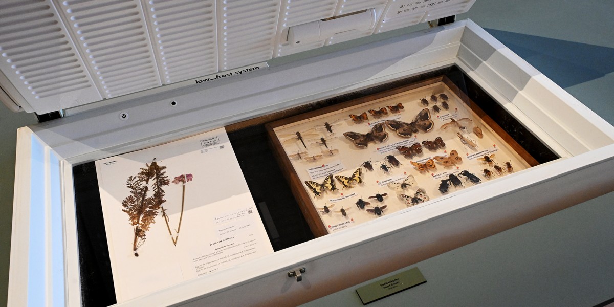 Die Ausstellung zeigt
moderne & historische Schutzmaßnahmen © NHM Wien, Chloe Potter