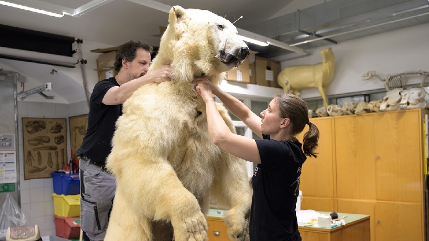 Making of Eisbär-Präparat © NHM Wien, Christina Rittmannsperger: 