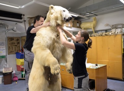 Making of Eisbär-Präparat © NHM Wien, Christina Rittmannsperger: 