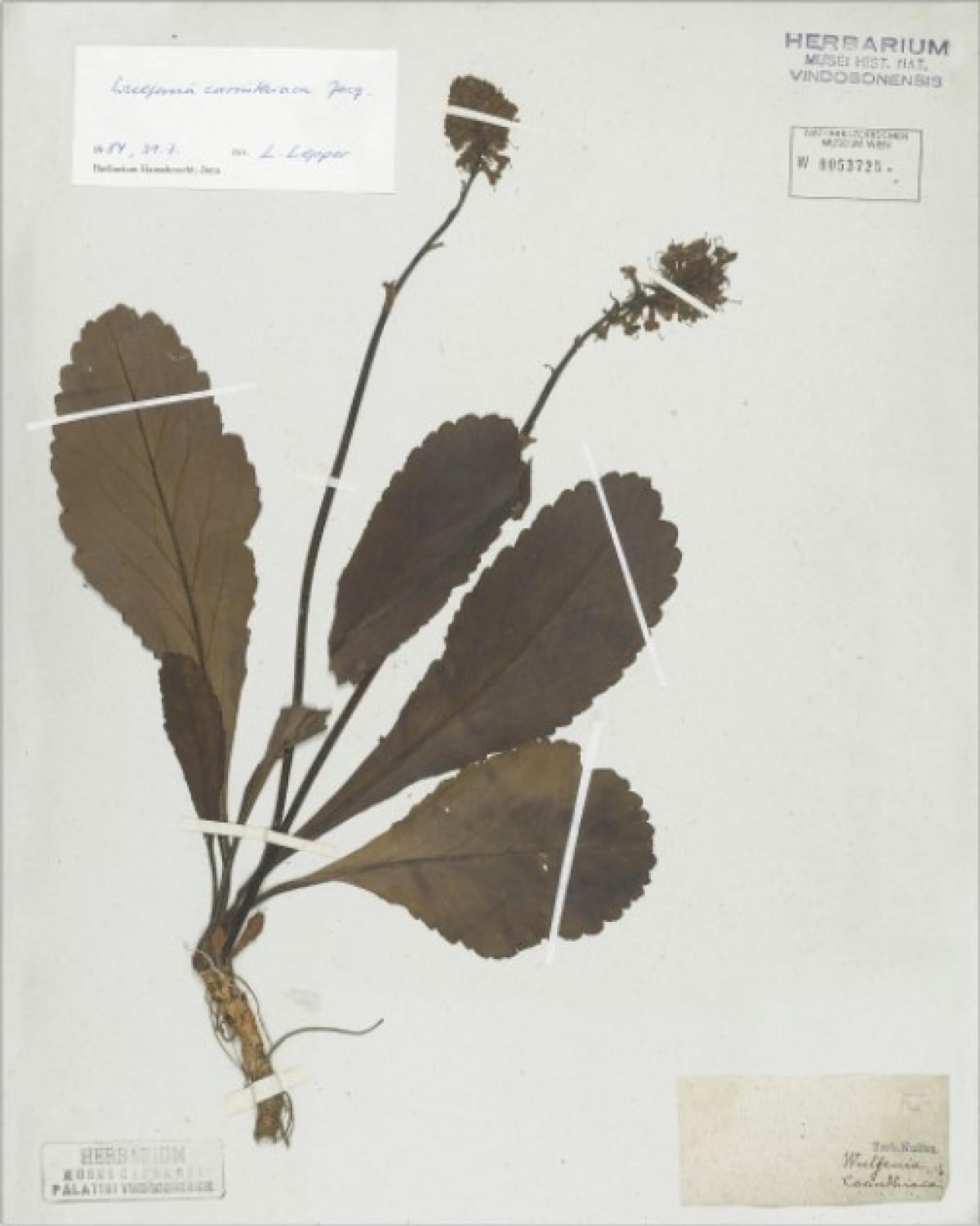 Wulfenia carinthiaca Jacq. : Wulfenia carinthiaca Jacq.