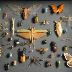 : (C) NHM-Wien/Kracher