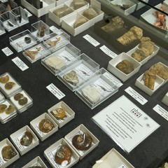: Original fossils in different sizes  © NHM Vienna, C. Potter