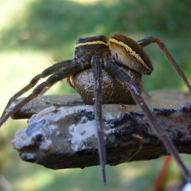 : Jagdspinne mit Kokon © NHM Wien