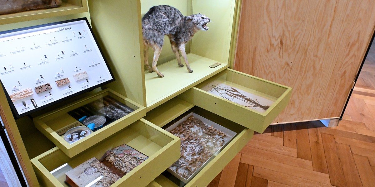 Beschädigte Objekte werden in der Ausstellung gezeigt © NHM Wien, Chloe Potter