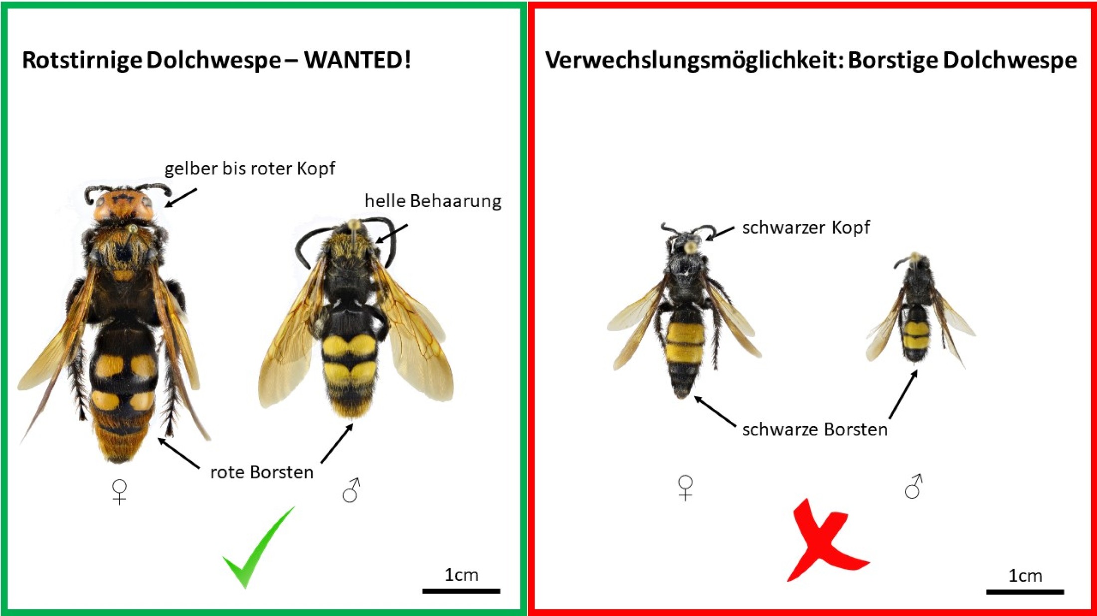 Harald Schillhammer: Vergleich Rotstirnige Dolchwespe und Borstige Dolchwespe