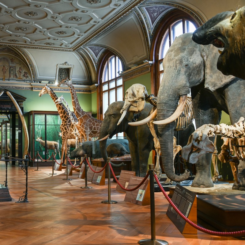 Naturhistorisches Museum Wien