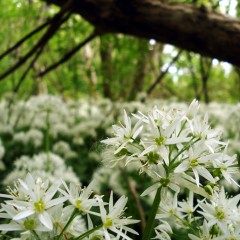 : Bärlauch im Frühling © NHM Wien