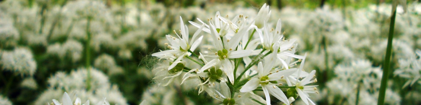 : Bärlauch im Frühling © NHM Wien