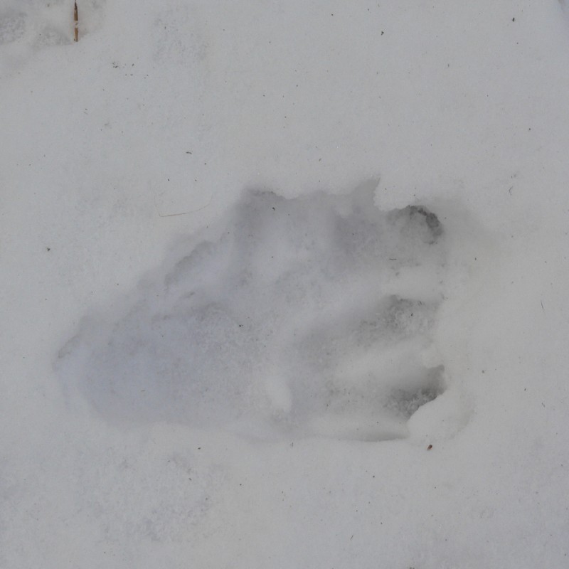 : Biberspuren im Schnee © NHM Wien