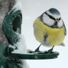 : Futter für den Winter © NHM Wien