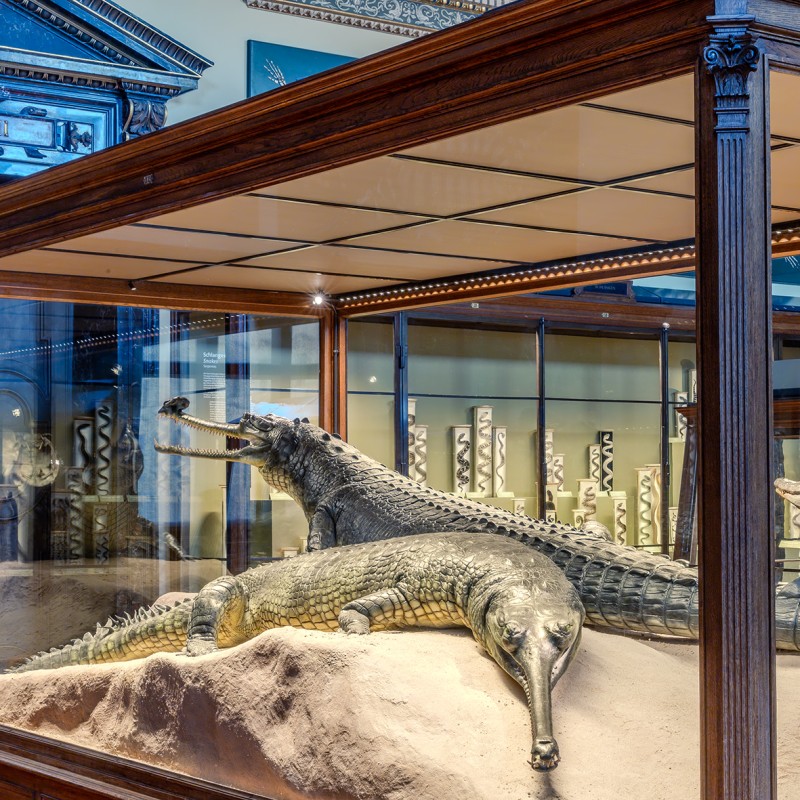 Historic
                                 objects, such as the Gaviale, are presented in all their glory © NHM Vienna, Wilhelm Bauer-Thell