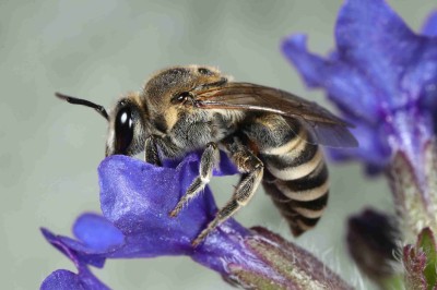 : Colletes nasutus