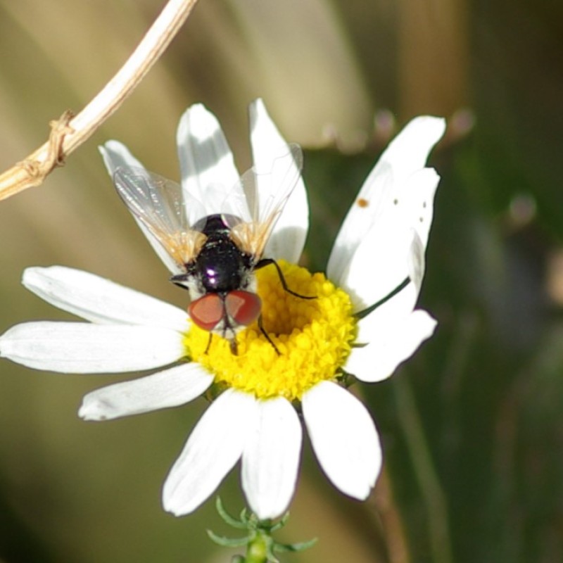: Goldschildfliege (<i>Elomya lateralis</i>) © Dominique Zimmermann‎ 