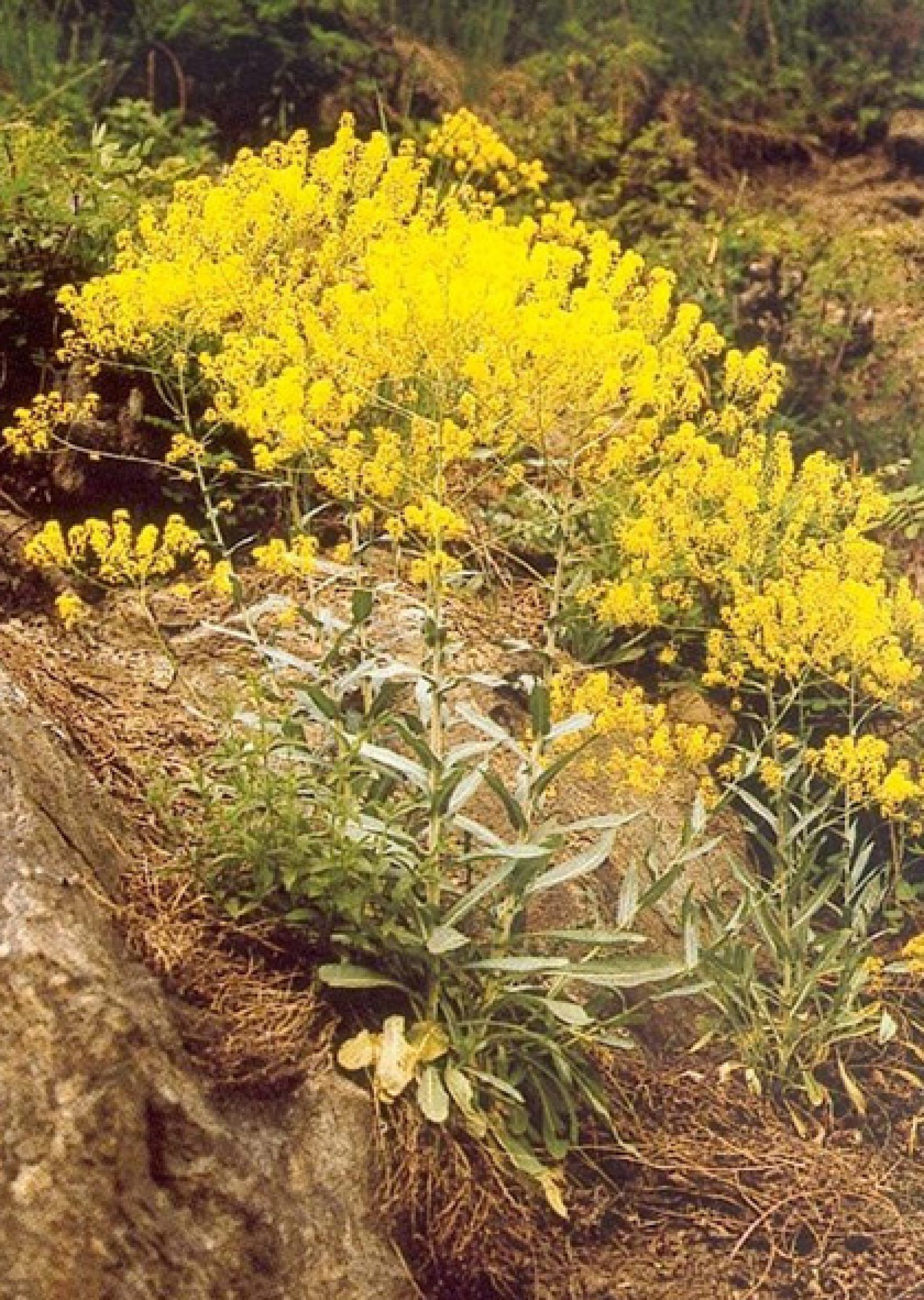 : Blühender Färber-Waid in der Wachau. Aus den Blättern (der im ersten Jahr gebildeten Blattrosette) wurde seit der Bronzezeit Waidblau für die Textilfärberei gewonnen. (Bild: R. Hofmann-de Keijzer, ARCH)