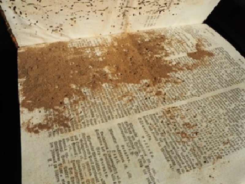 : Damage from biscuit beetles on a historic book