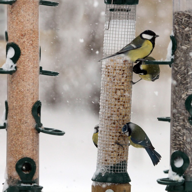 : Futterstelle am NPI © NHM Wien