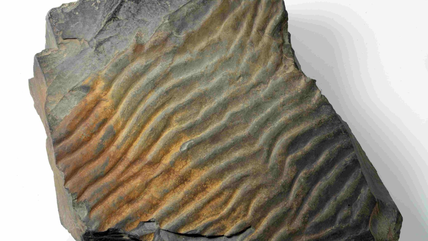 : Petrified mud with wave ripples of an intertidal coast Dubová Hora, Czech Republic; Cambrian, 510 million years old.
© NHM Vienna, Alice Schumacher