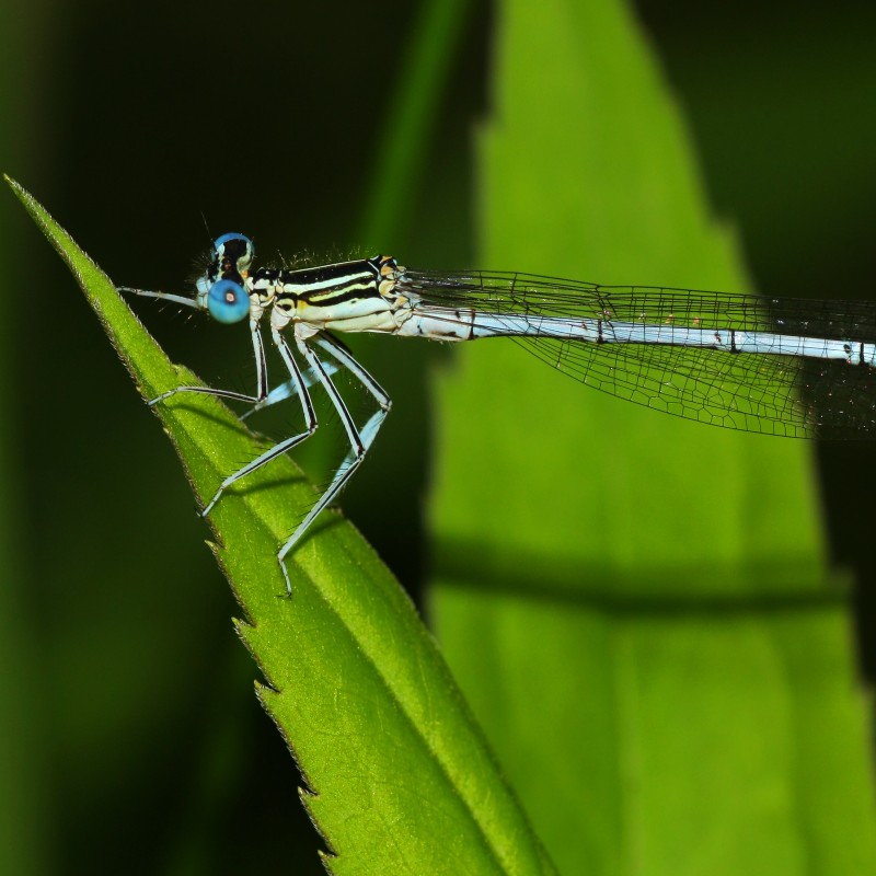 : Eine Blaue Federlibelle © NHM Wien