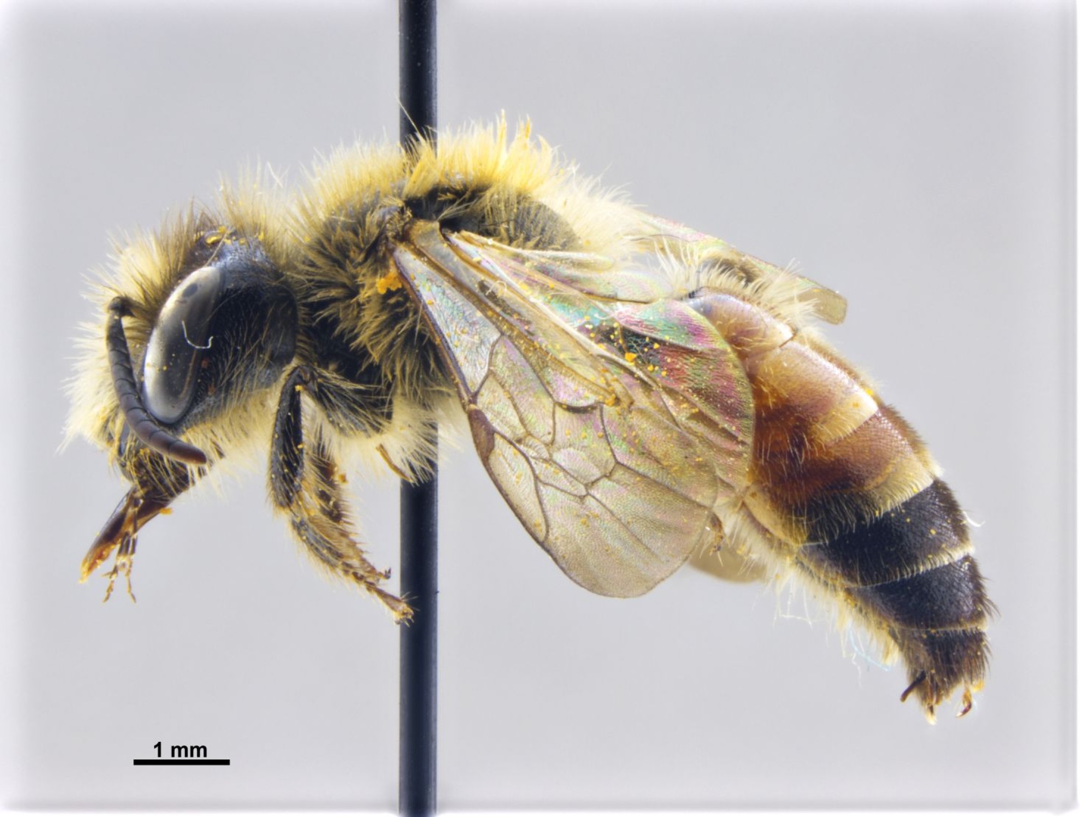 : andrena floera