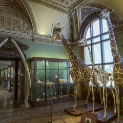 : (C) NHM-Wien/Kracher
