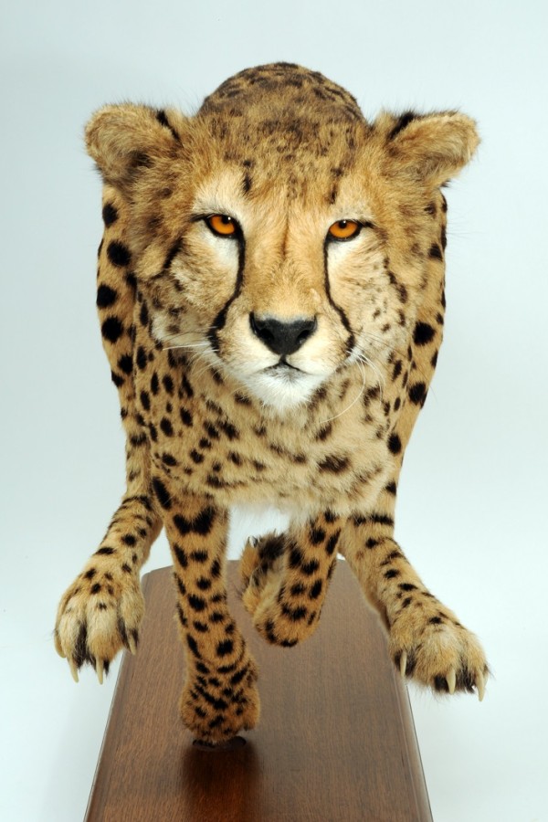 : Gepard im Sprint; (c) NHM Wien, Alice Schumacher