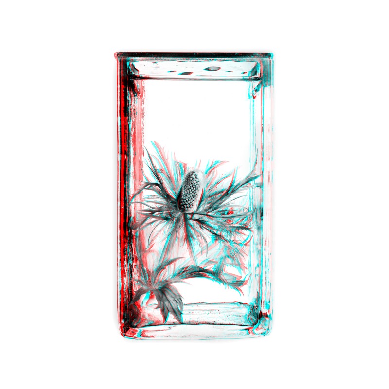 Two Views on Plants © Sebastian Cramer