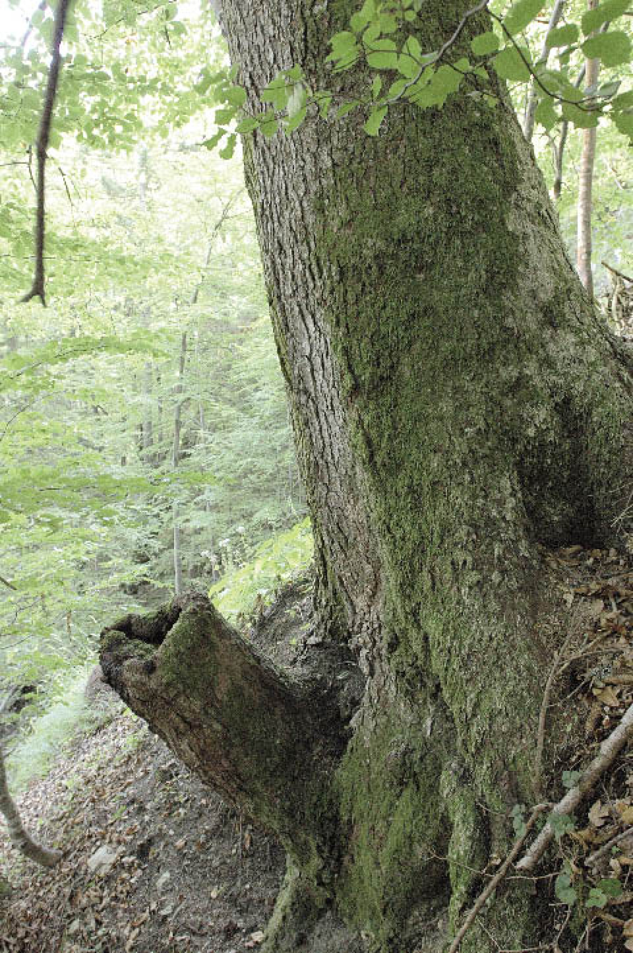 : Stocküberwallung einer Tanne im Salzbergtal. (Bild: A. W. Rausch - NHM Wien)