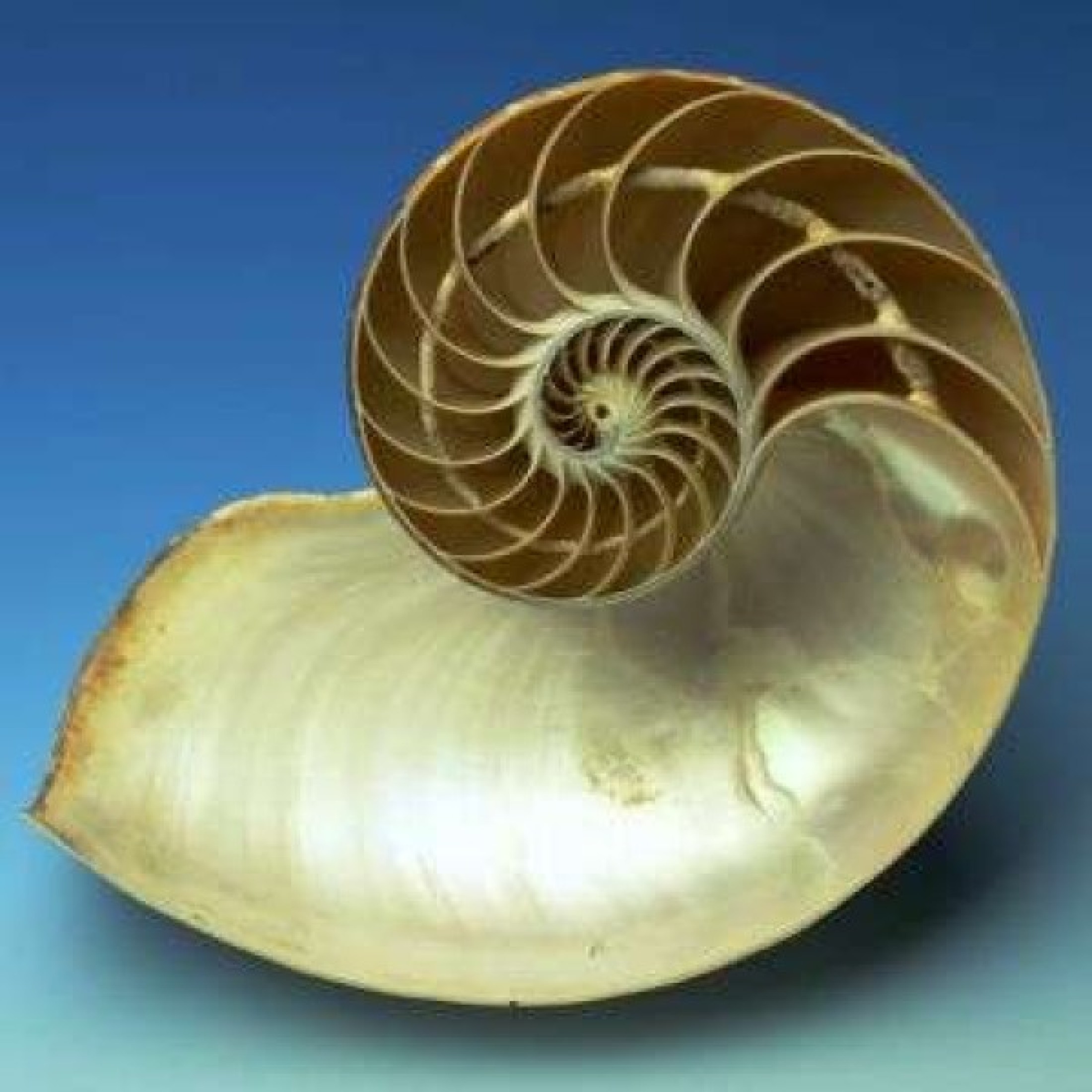 : Perlboot, Die Schale des Perlbootes (Nautilus pompilius) ist in Kammern unterteilt. In der letzten, größten Kammer befindet sich der Weichkörper des Tieres, die übrigen Kammern sind mit Gas und Körperflüssigkeit gefüllt und durch einen Schlauch ("Sipho") miteinander verbunden. Durch Änderung des Gasvolumens kann Nautilus wie ein U-Boot aufsteigen, absinken oder in einer bestimmten Wassertiefe schweben.