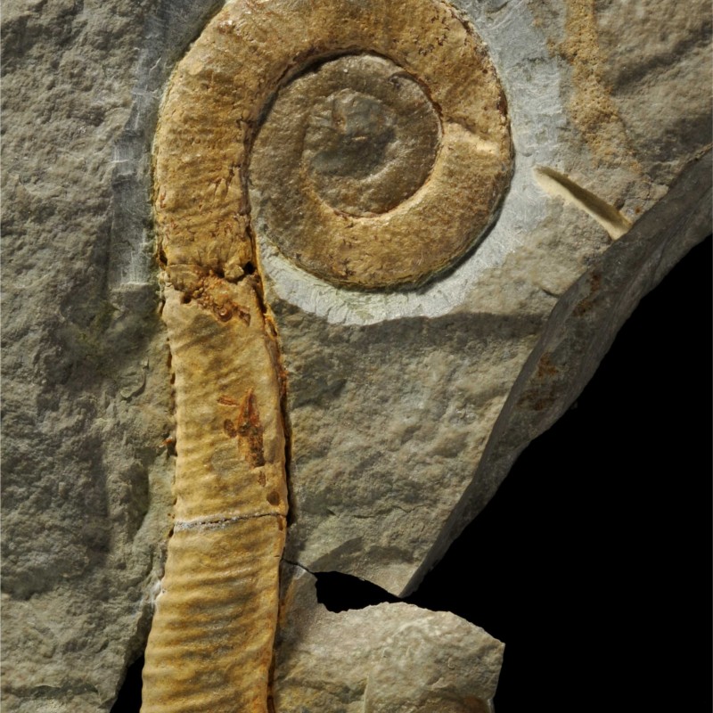 Macroscaphites tirolensis (Alexander Lukeneder): Macroscaphites tirolensis (Alexander Lukeneder)