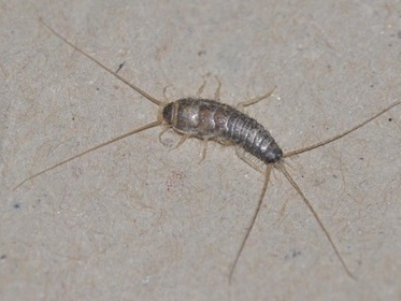 : Grey silverfish