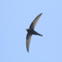 : Ein Mauersegler (c) NHM Wien, Paul Wolf